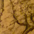 1942, alberi, carboncino, 31X21